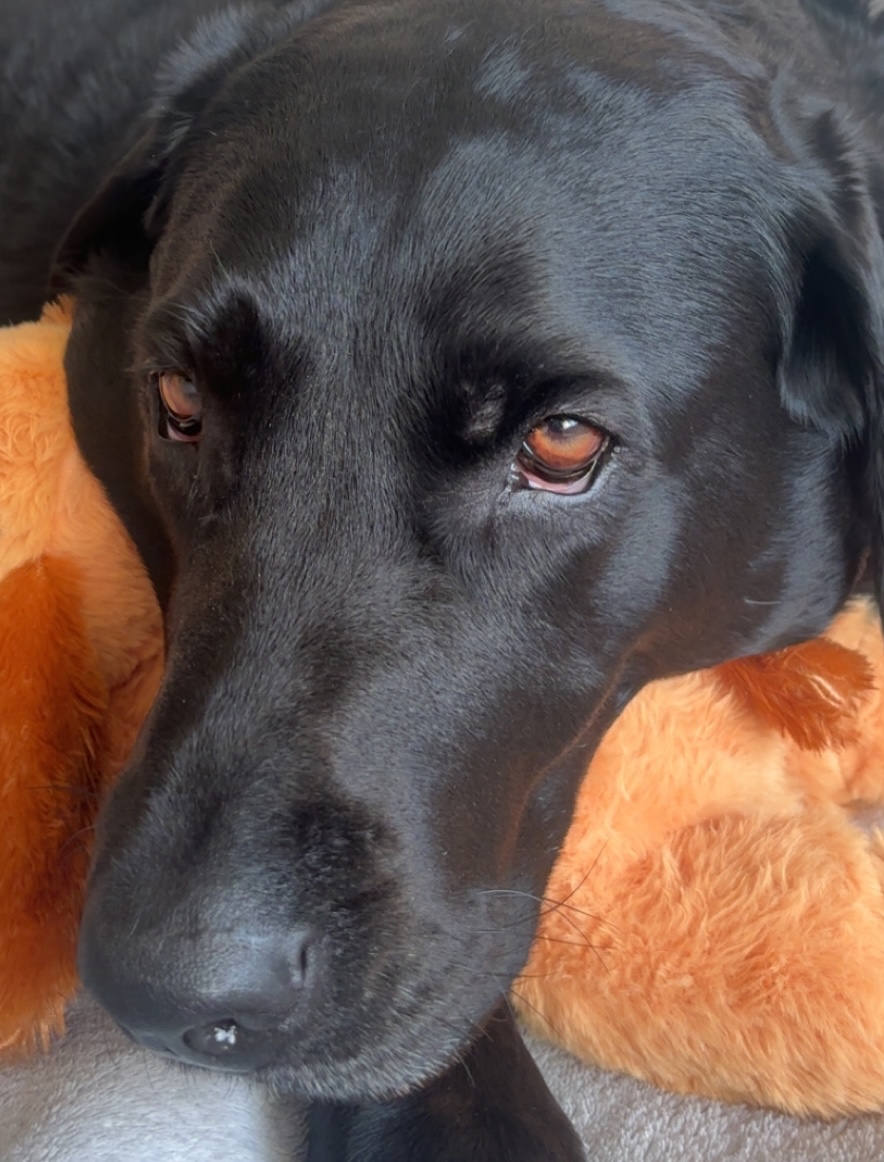 image of her dog Belle