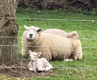 Image of clare's sheep'