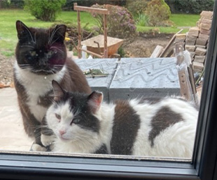 image of clare's 2 cats'