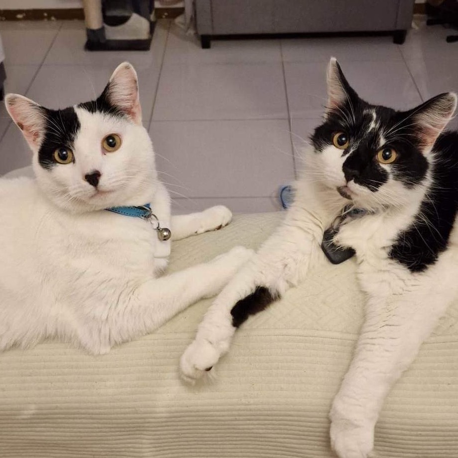 image of daffni's 2 white and black cats