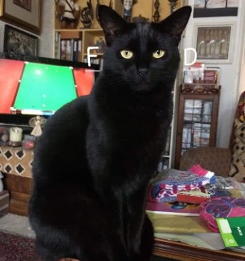 image of engla's black cat'