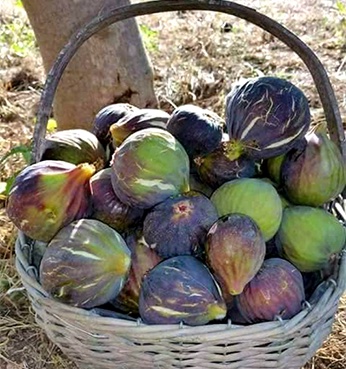 image of a basket of figs