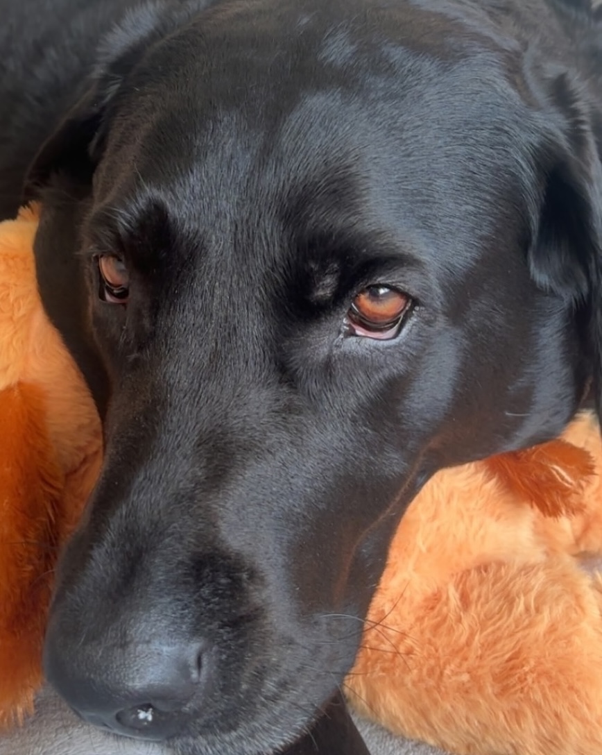 image of her dog Belle