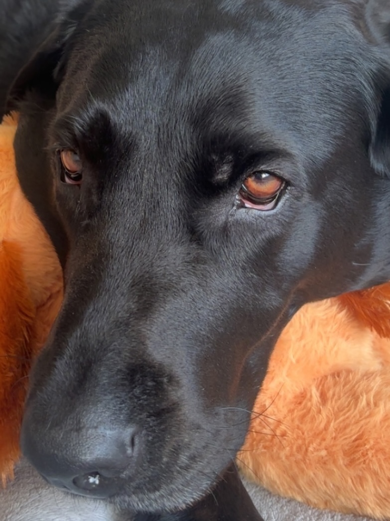 image of her dog Belle