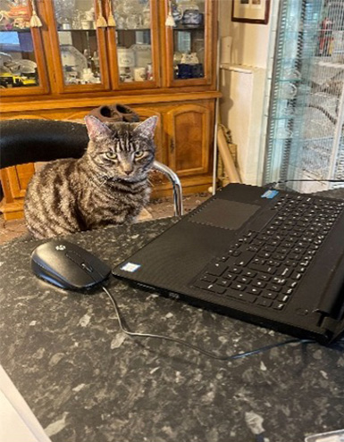 image of jackies cat sat at a computer