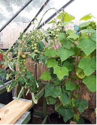 image of tomatoe plant in a greenhouse