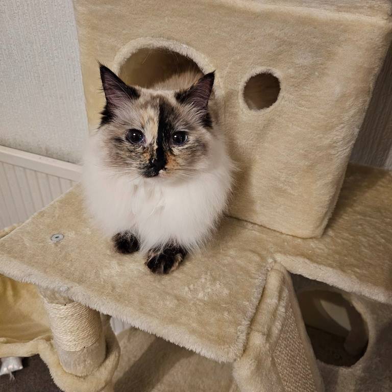 Image of James's cat Noelle in her cat tree
