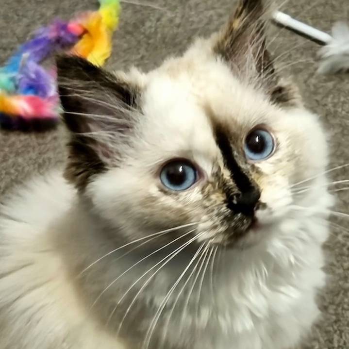 Image of James's cat Noelle as a kitten