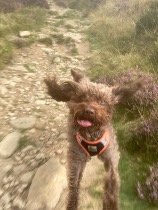 image of nick's dog jumping'