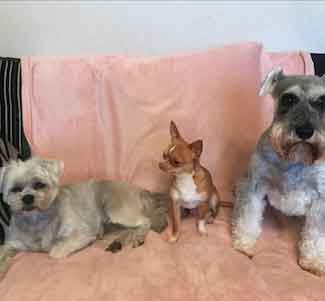 image of three dogs sat on a sofa